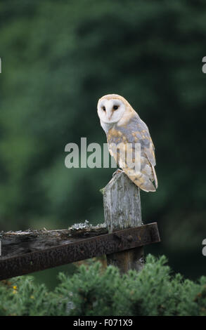 Barn Owl captive taken from behind looking left perched on top of old wooden gate post in field Stock Photo