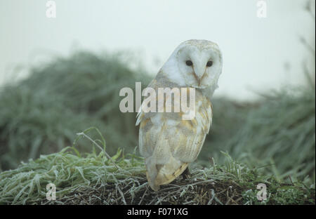 Barn Owl captive taken from behind looking back at camera perched on frost covered grass bank in early morning mist Stock Photo