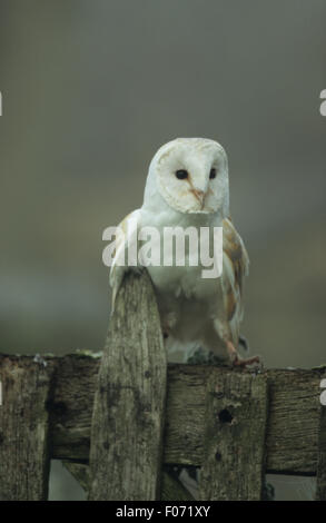 Barn Owl captive taken from front looking at camera perched on old wooden fence in early morning mist Stock Photo