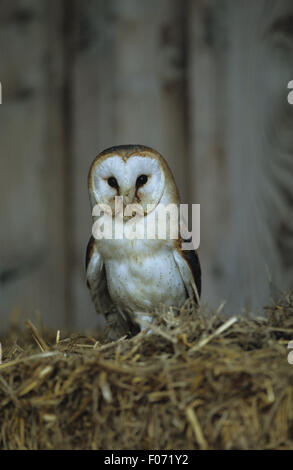 Barn Owl captive taken from front looking at camera perched on top of straw bale in barn Stock Photo