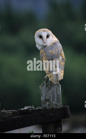 Barn Owl captive taken from behind looking back at camera perched on old wooden fence gate post Stock Photo