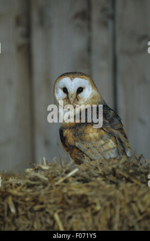 Barn Owl captive taken from behind looking back at camera perched on top of straw bale in barn Stock Photo