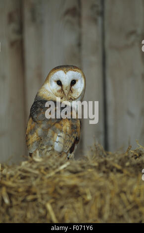 Barn Owl captive taken from behind looking at camera over shoulder perched on straw bale in barn Stock Photo