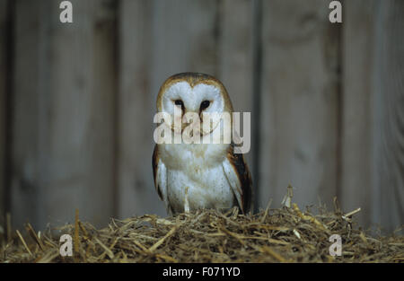 Barn Owl captive taken from front looking at camera perched on top of starw bale in barn Stock Photo