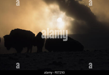 Bison group silhouette resting early morning as the sun rises against steam of old faithful in winter Stock Photo