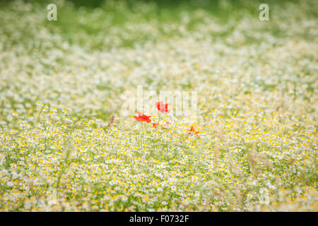 Poppy flowers on a chamomile meadow in the summer Stock Photo