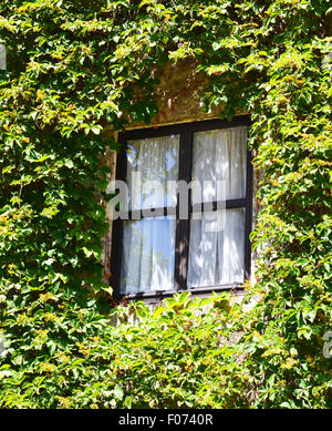 House with windows covered with ivy Stock Photo