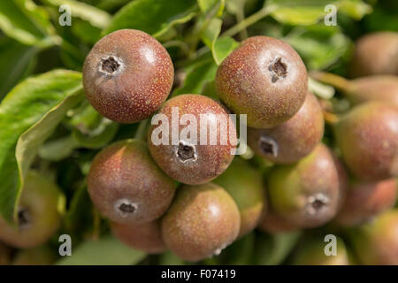 Pyrus communis 'Gieser Wildeman' pears growing in the Historical Garden Aalsmeer, a botanical garden in Aalsmeer, North Holland. Stock Photo