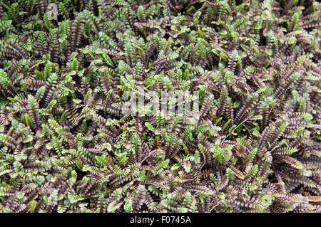 Fiederpolster, Laugenblume, Cotula, Squalida, Bodendecker Stock Photo