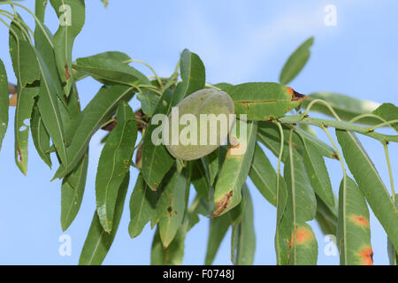 a not fully ripened almond hanging on a branch. Stock Photo
