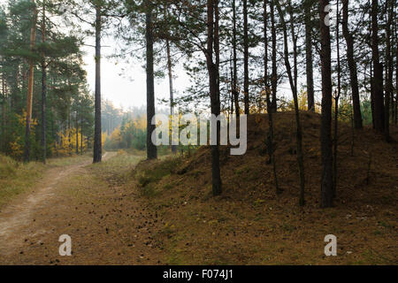 the forest road passes under branches of numerous trees Stock Photo
