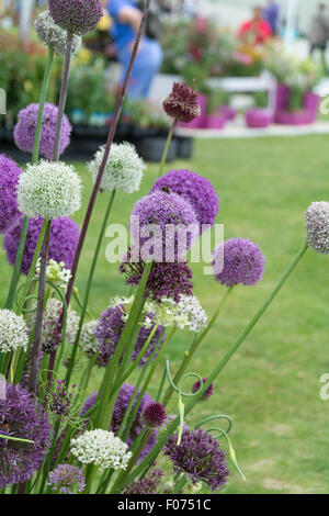 collection of Alliums at RHS flower show Stock Photo