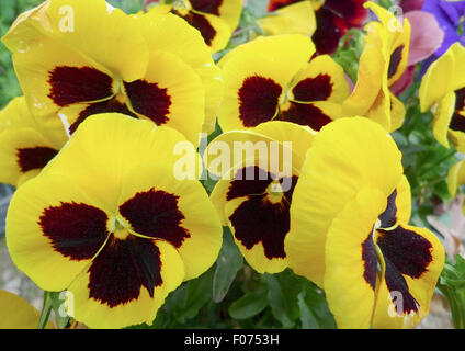 Flowers of pansy Stock Photo