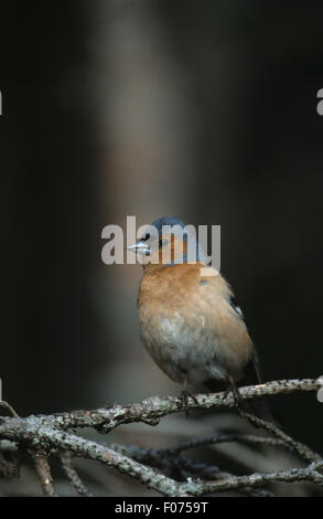 Chaffinch male taken from front looking left perched on small branch Stock Photo