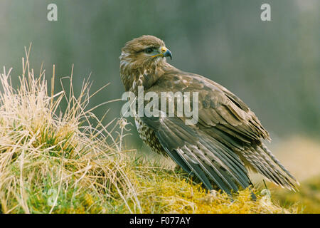 Common Buzzard captive taken in profile looking back to left standing on moss and grass with wings dropped down by side Stock Photo