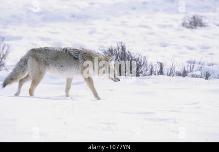Coyote taken in profile looking ight walking with head down across snow and ice Stock Photo