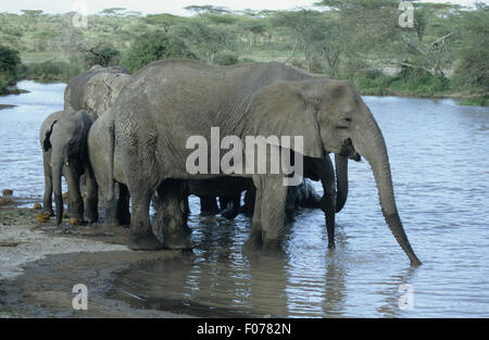 African Elephant taken in profile looking right standing in shallow river water trunk outstretched drinking Stock Photo