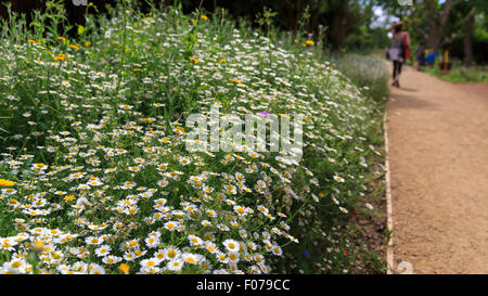 Ox-eye Daisies (Leucanthemum Vulgare) in a wild flower border at a country house