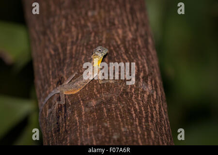 A wild Sulawesi lined gliding lizard (Draco spilonotus) moving on a tree in Tangkoko Nature Reserves, North Sulawesi, Indonesia. Stock Photo