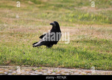 black big old raven walk on the green lea in the city park Stock Photo