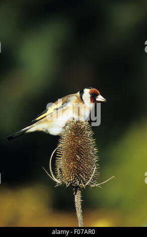 Goldfinch taken in profile looking right perched on top of teasel Stock Photo