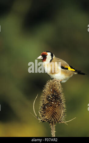 Goldfinch taken in  profile looking left perched on top of teasel Stock Photo