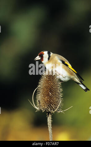 Goldfinch taken in profile looking left perched on top of teasel feeding on seeds Stock Photo