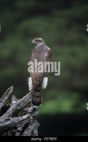 Goshawk take from behind looking left perched on end piece of old knarled tree trunk Stock Photo