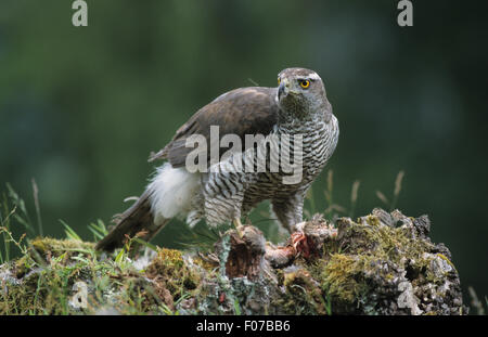 Goshawk taken from front looking left perched on lichen covered tree stump feeding on red squirrel Stock Photo