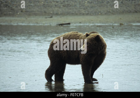Grizzly Bear Alaskan taken in profile looking back to left standing on wet sand Stock Photo