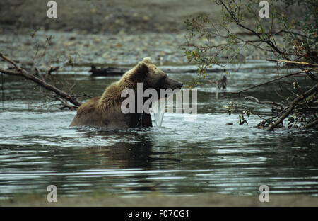 Grizzly Bear Alaskan sitting in deep water looking right water running from fur