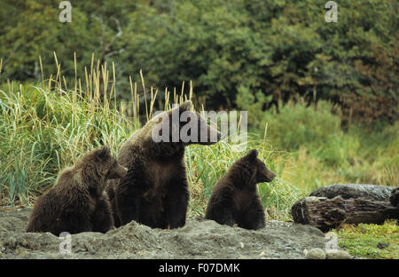 Mum Grizzly Bear with two cubs, Glendale Cove, BC Stock Photo - Alamy