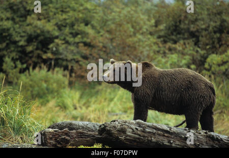 Grizzly Bear Alaskan taken in profile looking left standing behind large wet log in long grass after rain storm Stock Photo