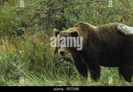 Grizzly Bear Alaskan taken in profile close up looking at camera standing in long grass wet after rain storm Stock Photo
