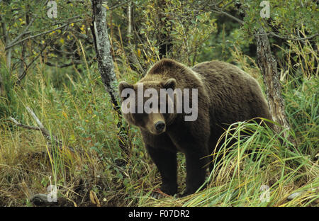 Grizzly Bear Alaskan taken from front looking right standing in long grass on river bank Stock Photo