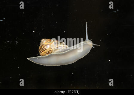 Snail on window glass against night sky creature creatures of the night picture by DAVE BAGNALL Stock Photo