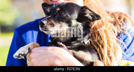 Beautiful chihuahua dog. Stock Photo