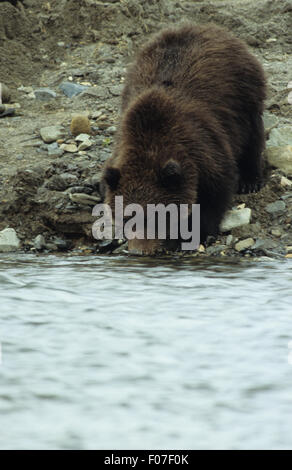 Grizzly Bear Alaskan small cub on bank of small river standing in sand drinking from water Stock Photo