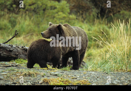 Grizzly Bear Alaskan female mother standing on stone beach with small cub nuzzling up to her