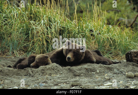 Grizzly Bear Alaskan female mother lying in day bed in sand with her two small cubs lying one on each side