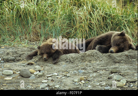 Grizzly Bear Alaskan female mother lying in day bed in sand sleeping with small cub by her side