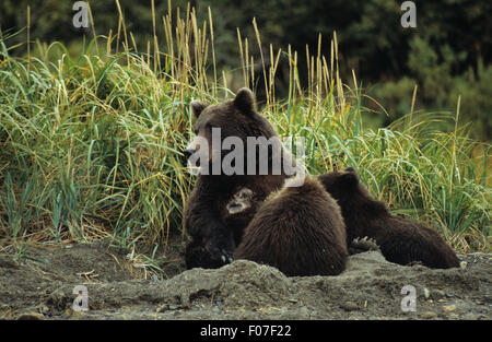 Grizzly Bear alaskan sitting in day bed looking left in sand with two young cubs feeding from her