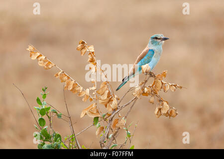 European Roller in Tsavo East National Park in Kenya Stock Photo