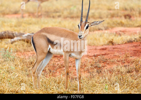 A Grant's Gazelle in Tsavo East National Park, Kenya Stock Photo