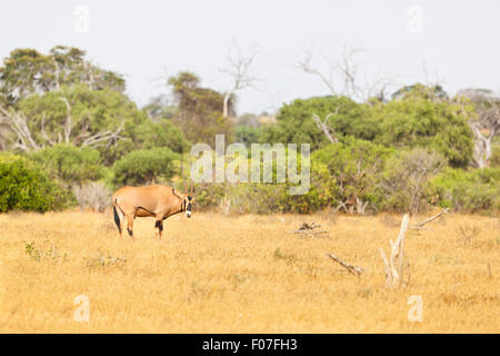 An East African Oryx in Tsavo East National Park, Kenya Stock Photo