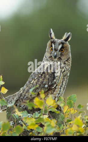 Long Eared Owl taken in profileears raised looking at camera eyes wide open perched behind green leaves Stock Photo