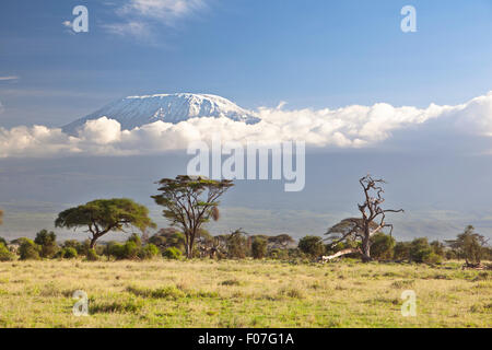 Kilimanjaro with snow cap seen from Amboseli National Park in Kenya. Stock Photo