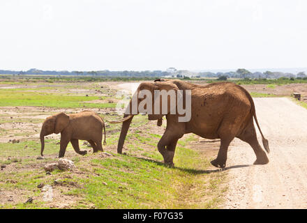 African Elephants in Amboseli National Park in Kenya crossing a dirt road. Stock Photo