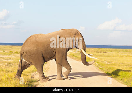 An African Elephant in Amboseli National Park in Kenya crossing a dirt road. Stock Photo