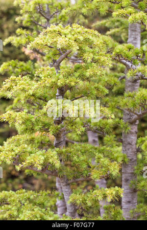 Cedrus libani bonsai tree at RHS Wisley. Stock Photo